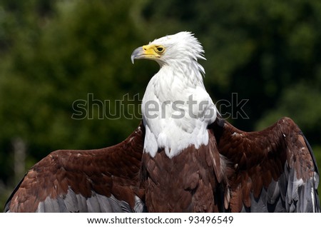 Closeup African fish eagle (Haliaeetus vocifer) front view and open wings