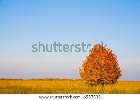 Lonely tree in the autumn