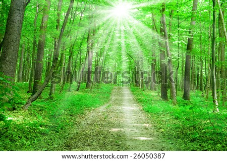 summer nature. path in green forest with sunlight