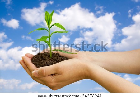 agriculture. plant in a hand over blue sky