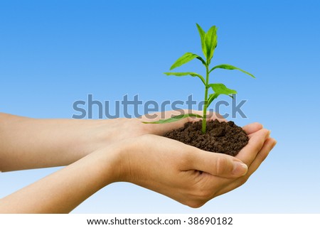 agriculture. plant in a hand over blue sky
