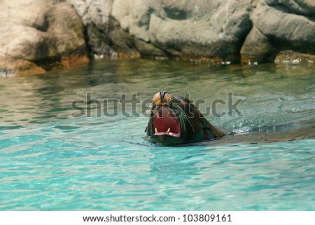 Roaring sea lion (seal)