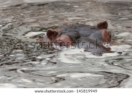 Young hippopotamus (Hippopotamus amphibius) in water