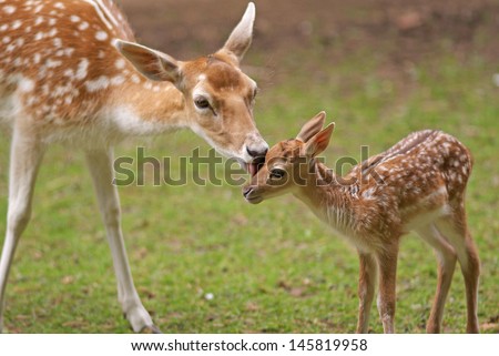 Mother'S Love, Deer And Cute Fawn