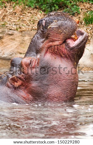 Young hippopotamus (Hippopotamus amphibius) in water