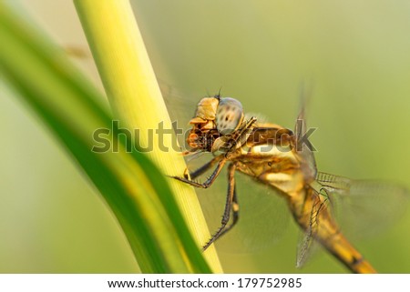 Dragon fly feeding on a lady bug