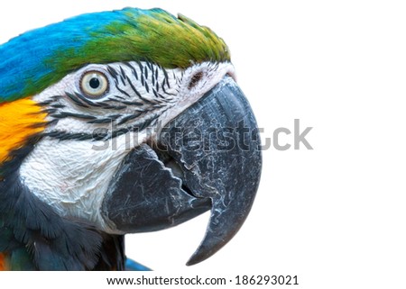 Macaw parrot - isolated on white background