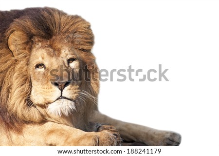 Closeup of an african lion - isolated on white background