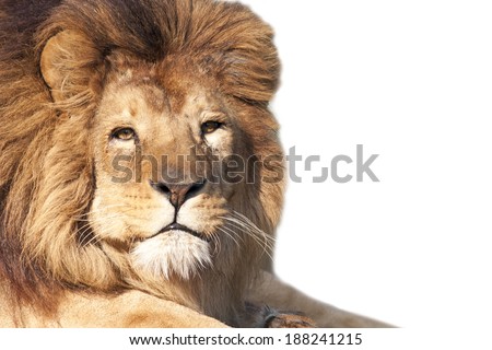 Closeup of an african lion - isolated on white background