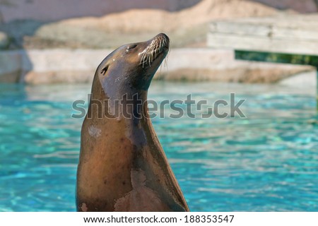 Roaring seal