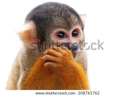 Cute Squirrel monkey (Saimiri) - Isolated on white background