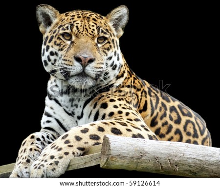 Jaguar closeup on black background