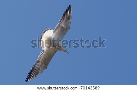 Flying bird, isolated on blue (sky) background