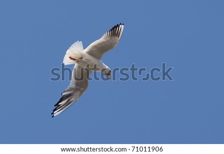 Flying bird, isolated on blue (sky) background