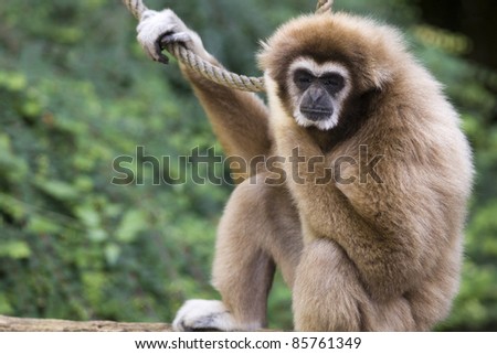 A sad monkey (Orangutan) isolated
