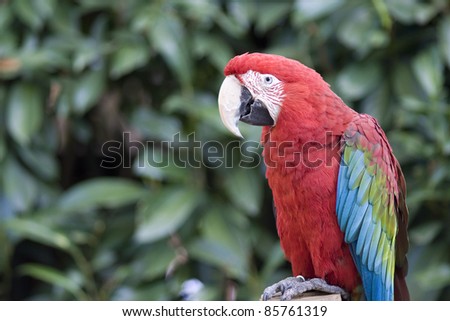 beautiful red Macaw parrot isolated