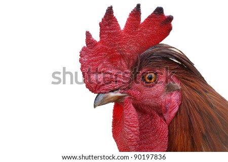 stock photo rooster cock closeup isolated on white background