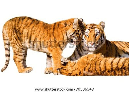 Tiger family, mother and cubs - isolated on white background