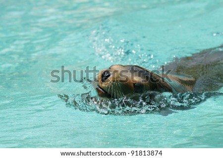 Roaring sea lion