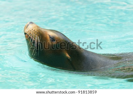 Roaring sea lion
