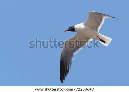 Flying seagull bird, isolated on blue (sky) background