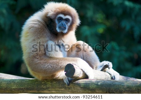 A sad monkey (Orangutan)