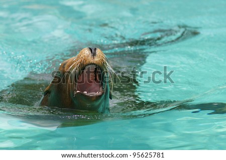 Roaring sea lion (seal) in water