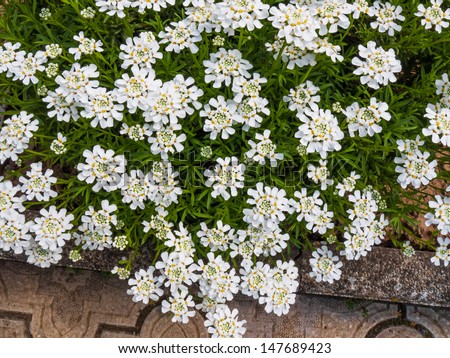 Evergreen plant Iberis Sempervirens Candytuft flowering at the garden path