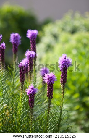 Beautiful purple flowering Dense blazing star flower