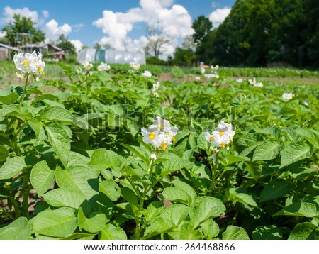 White blooming potato bush flowers  in a vegetable garden