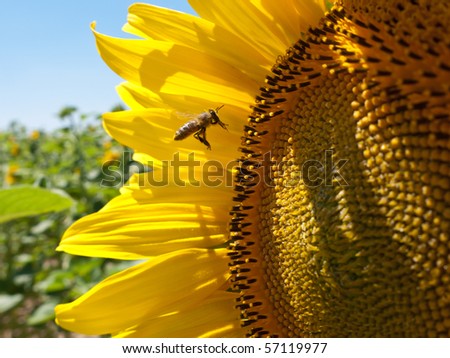 Beautiful view at honeybee pollinating pretty sunflower