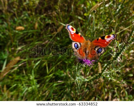 Colorful Butterflies on Beautiful Butterfly On Colorful Butterflies On Flowers Find Similar