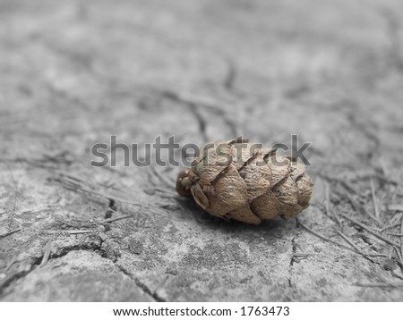 a pine-cone on the fissure ground