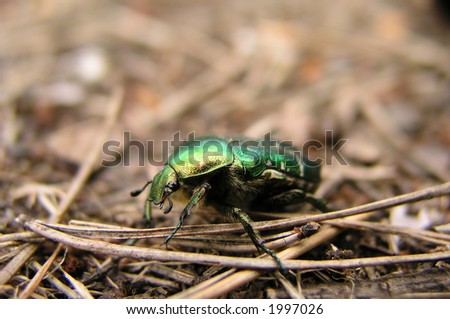 the green beetle searching something to eat