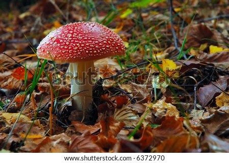 beautiful red mushroom in the forest - not good for eating