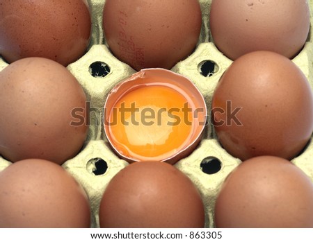 Dozen of egg with yolk