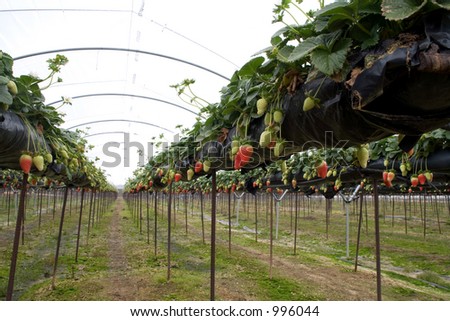 Strawberry Greenhouse