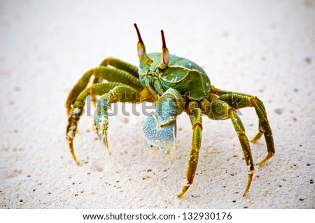 Horn-eyed green ghost crab (Ocypode ceratophthalma) in the sand of the ocean shore