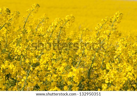 Sun yellow rapeseed plantation