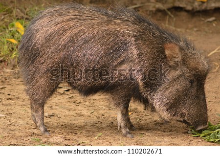 javelina clipart