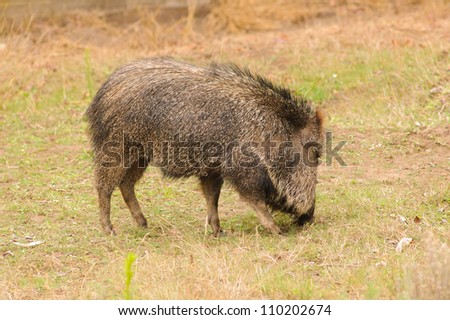 Javelina Clipart