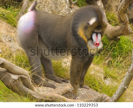 African Monkey Species