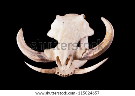 stock-photo-skull-of-an-african-wart-hog-on-a-black-background-115024657.jpg