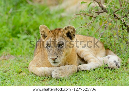 Closeup of a  Lion cub in the rain (scientific name: Panthera leo, or \