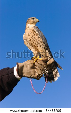 Falconer With Peregrine Falcon Crossbred With A Prairie Falcon And Gyrfalcon Mix Sitting On Gloved Hand Of Handler