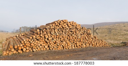 Log pile from deforestation