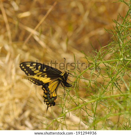 Western Tiger Swallowtail butterfly - Papillio rutulus