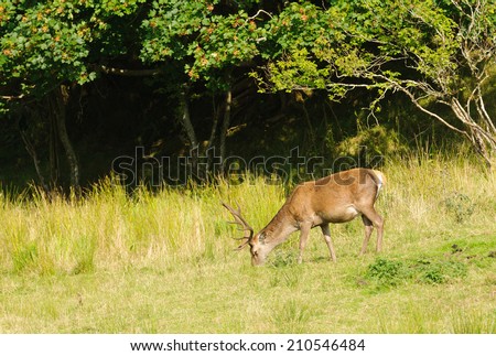 Red deer - stag feeding at the edge of a forested area