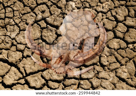 Double exposure of pig skull over cracked dried earth due to a world drought and climate change, , illustrating the effects it has on wildlife