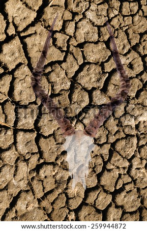 Double exposure of an impala skull over cracked dried earth due to a world drought and climate change, illustrating the effects it has on wildlife